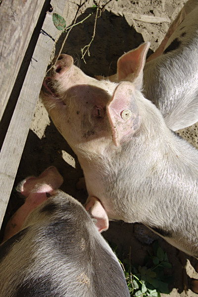 Schwein