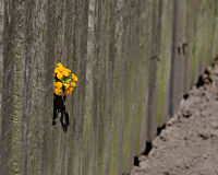 Blume