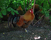 Hahn