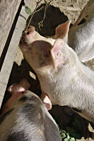 Schwein