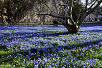 Blau (Bot. Garten)