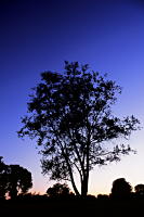 Baum