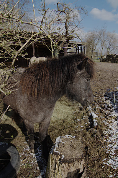 Pferd