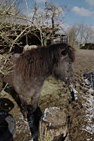 Pferd
