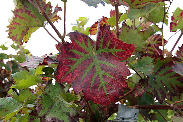Wein