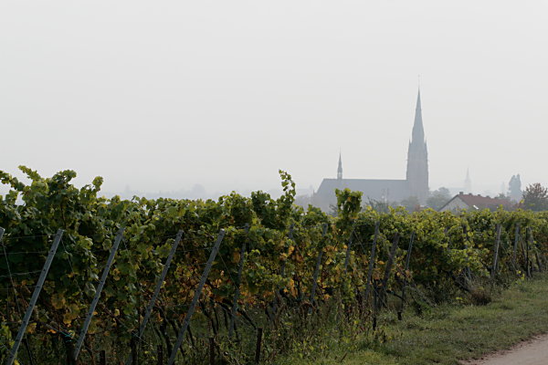 Weinberg