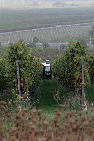 Weinberg