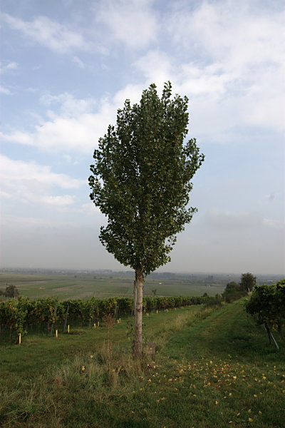 Baum