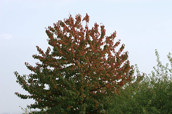 Baum