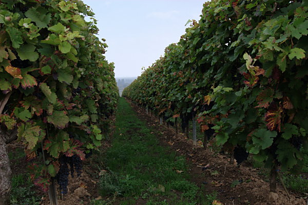 Weinberg