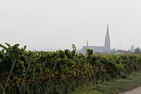 Weinberg
