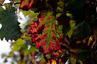 Wein