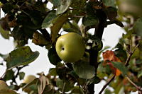 Apfel