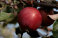 Apfel