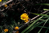Blume