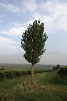 Baum