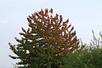 Baum