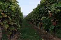 Weinberg