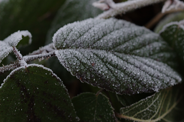 Frost