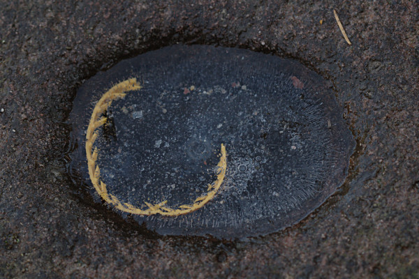 Eis