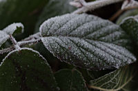 Frost