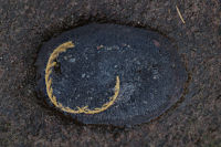 Eis