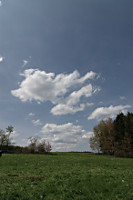 Wiese