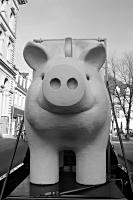 Schwein