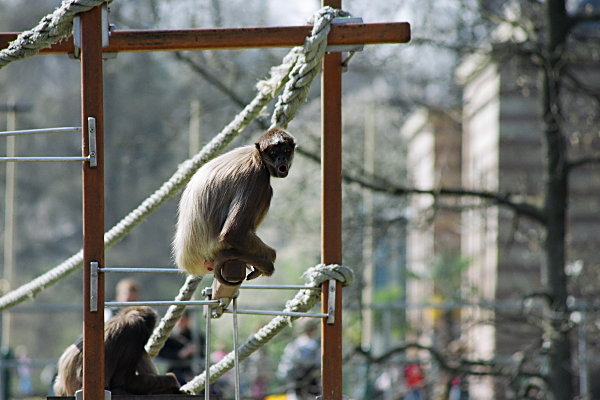 Wilhelma