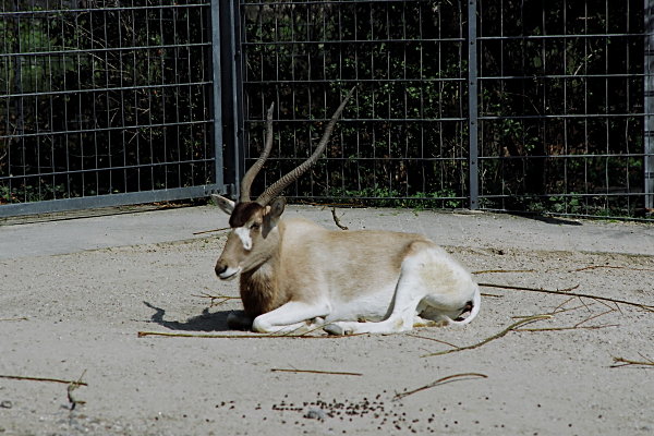 Wilhelma