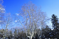 Baum