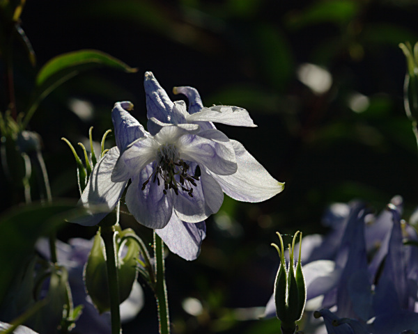 Blume