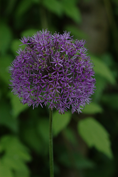 Blume
