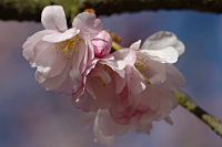 Blüte