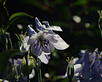 Blume