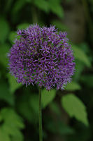Blume